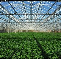 Agriculture Multi Span Steel Structure Green House Glasshouse for Vegetables 1 205x200 1